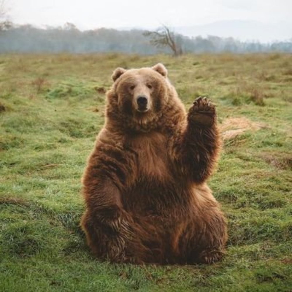 Meet your Posher, Suzanne